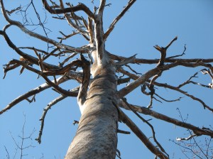 Grand Canyon 2009, Kolkmeyers 007